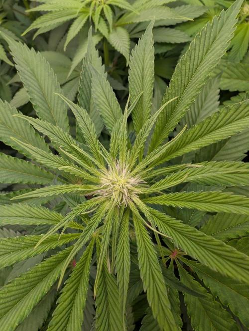 Artic Cherries perfect tree. Week 8