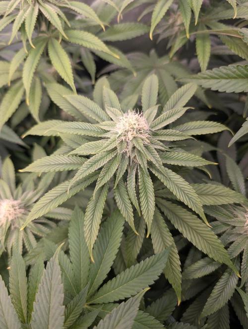 Artic Cherries perfect tree. Week 9
