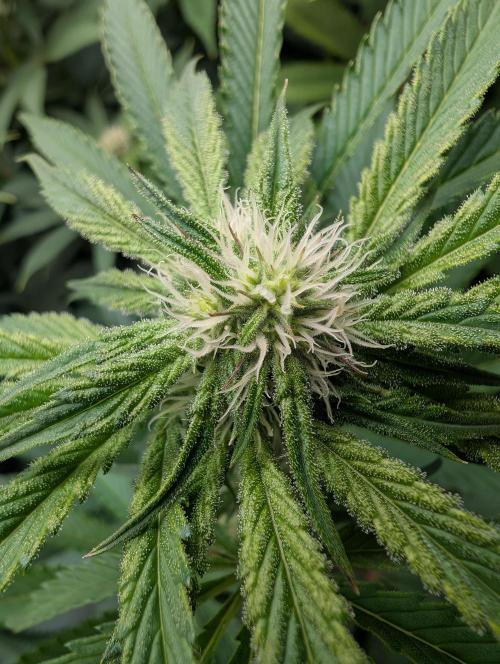 Artic Cherries perfect tree. Week 9