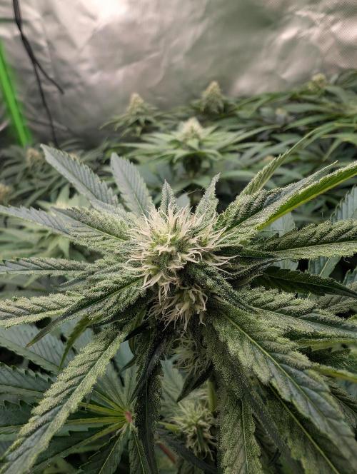 Artic Cherries perfect tree. Week 10