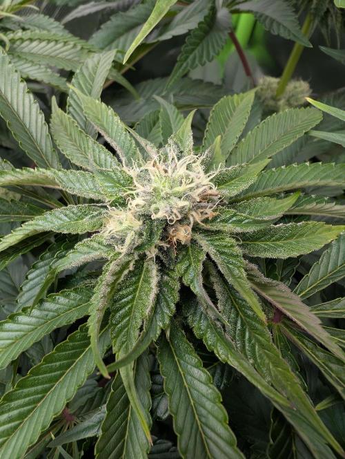 Artic Cherries perfect tree. Week 10
