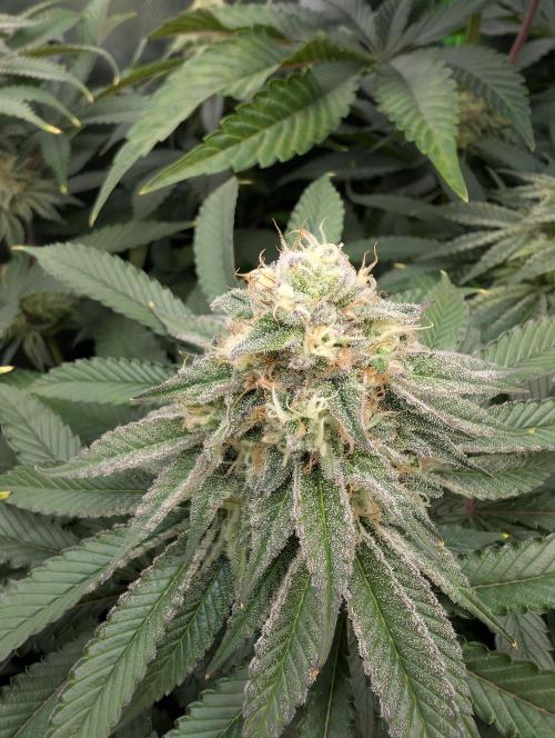 Artic Cherries perfect tree. Week 11