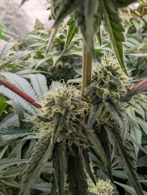 Artic Cherries perfect tree. Week 11
