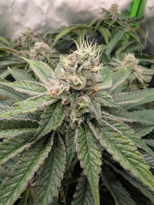 Artic Cherries perfect tree. Week 11
