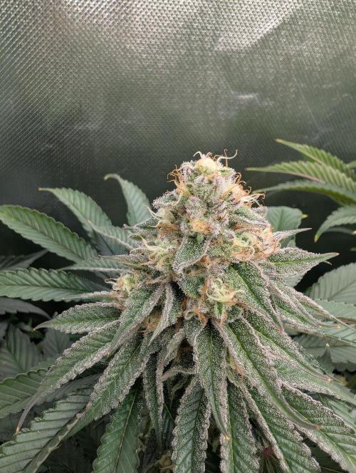 Artic Cherries perfect tree. Week 12