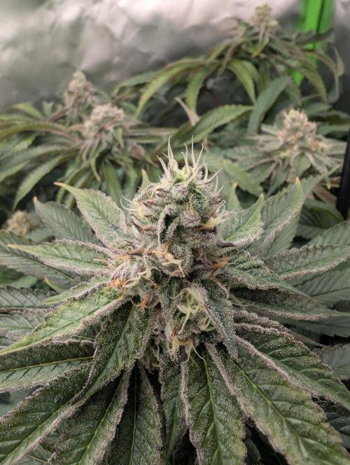 Artic Cherries perfect tree. Week 12