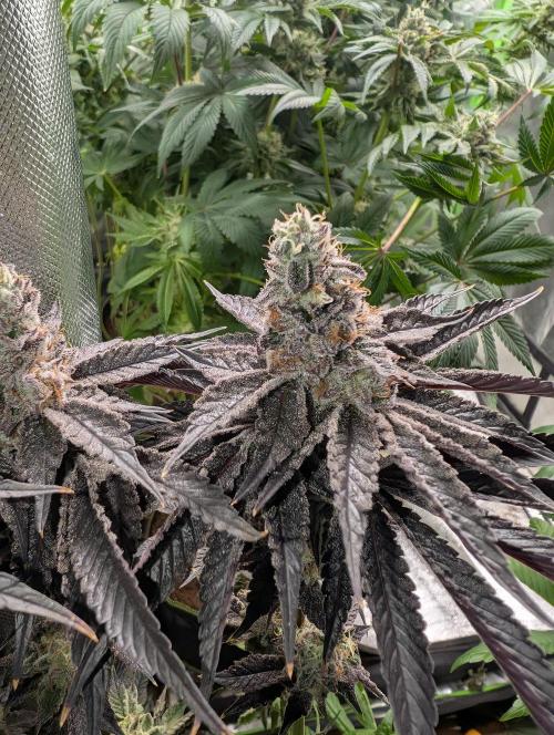 Artic Cherries perfect tree. Week 13