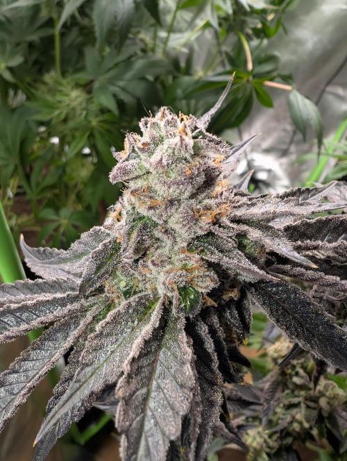 Artic Cherries perfect tree. Week 13