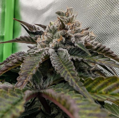 Artic Cherries perfect tree. Week 13