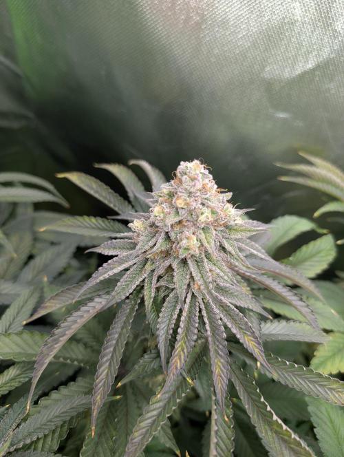 Artic Cherries perfect tree. Week 13