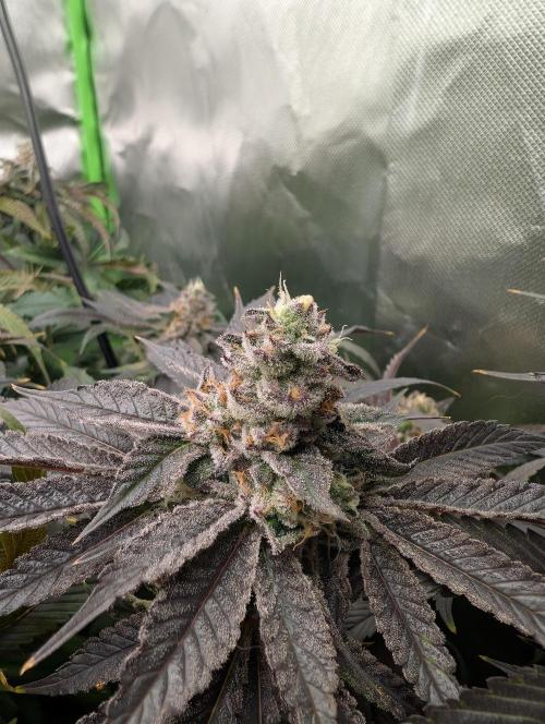 Artic Cherries perfect tree. Week 13