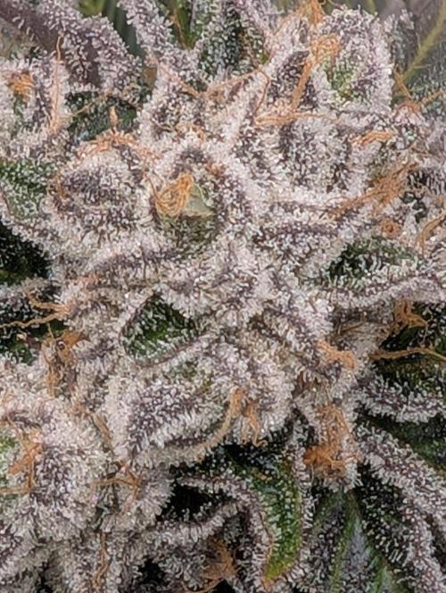 Artic Cherries perfect tree. Week 13
