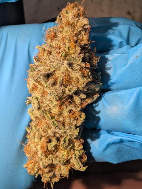 Artic Cherries perfect tree. Week 15