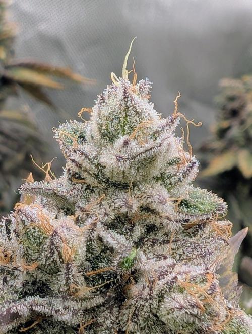 Artic Cherries perfect tree. Week 13