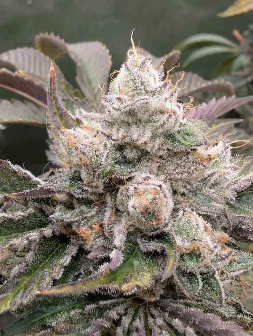 Artic Cherries perfect tree. Week 13