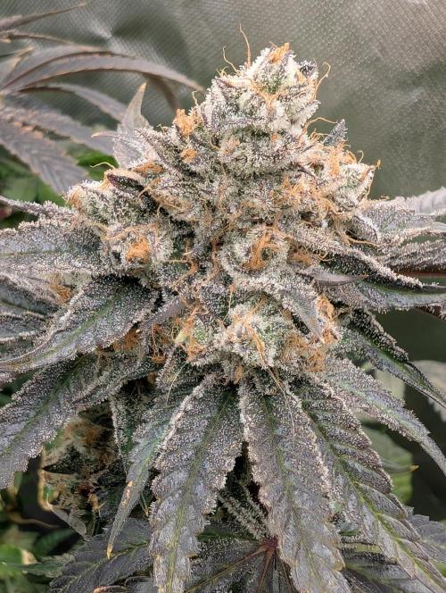 Artic Cherries perfect tree. Week 13