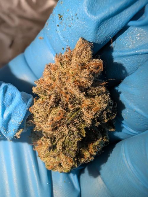 Artic Cherries perfect tree. Week 15 - Sweet and fruity cherry aroma, with a touch of gas.