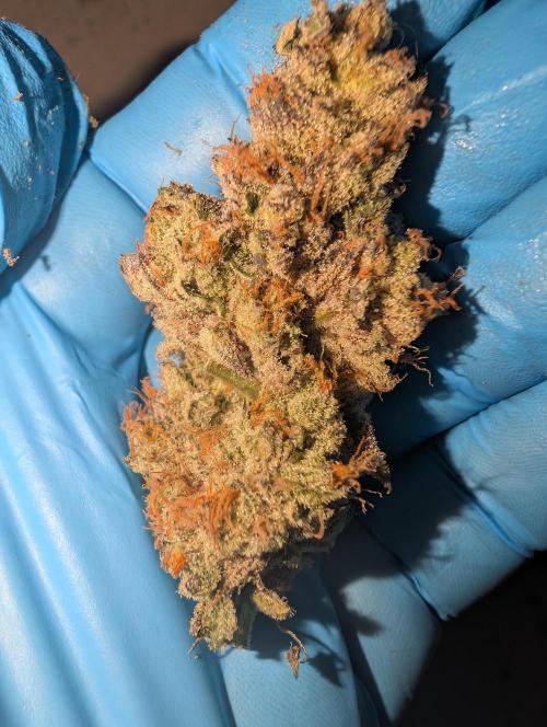 Perfect Tree - Artic Cherries  door _grower_rosinjuice
