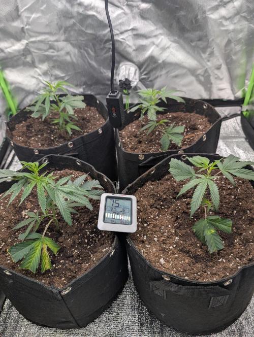 Banana 🍌 jelousy Seed junkey. Week 1