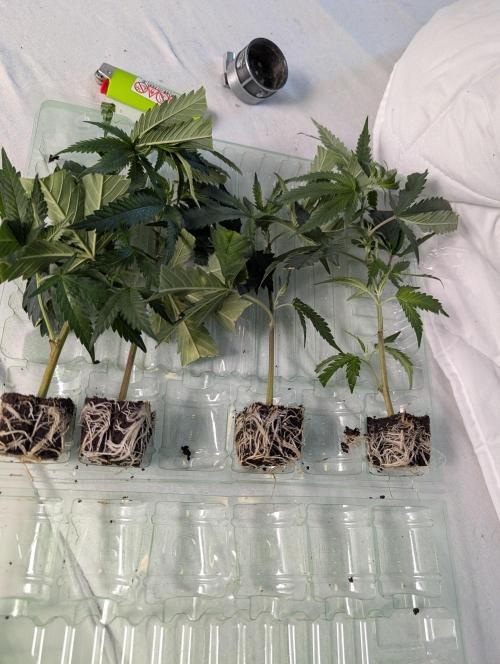 Banana 🍌 jelousy Seed junkey. Week 1 - These are 4 clones of Banana Jelly by Seed Junky.