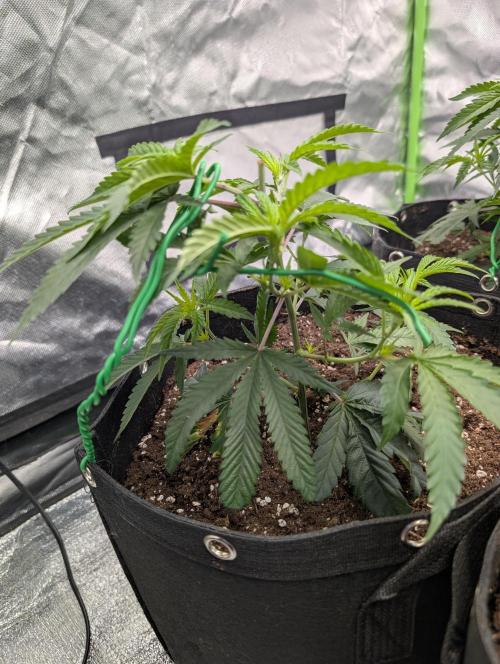 Banana 🍌 jelousy Seed junkey. Week 2