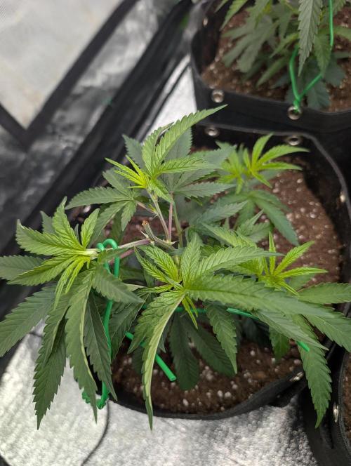 Banana 🍌 jelousy Seed junkey. Week 2