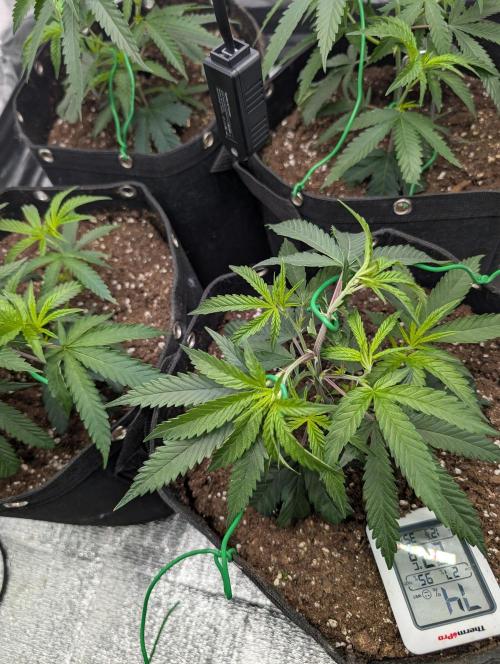 Banana 🍌 jelousy Seed junkey. Week 2