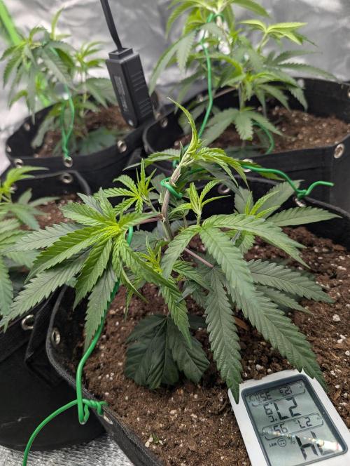 Banana 🍌 jelousy Seed junkey. Week 2