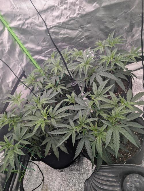 Banana 🍌 jelousy Seed junkey. Week 3