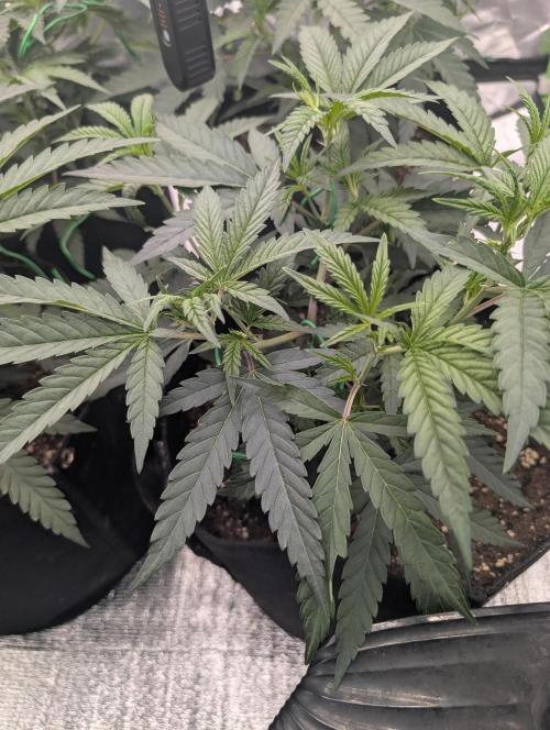 Banana 🍌 jelousy Seed junkey. Week 3