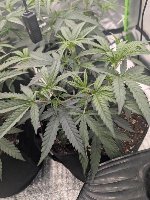 Banana 🍌 jelousy Seed junkey. Week 3