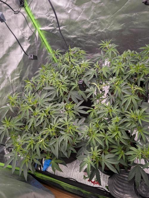 SF-G3000. Week 4