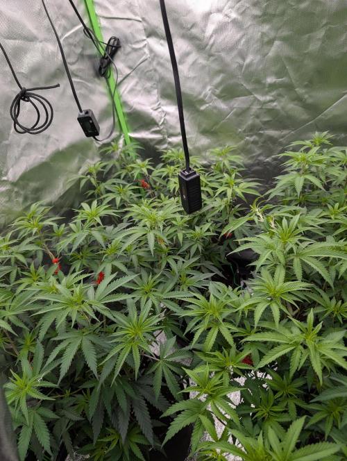 SF-G3000. Week 5