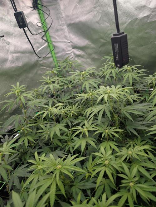SF-G3000. Week 7