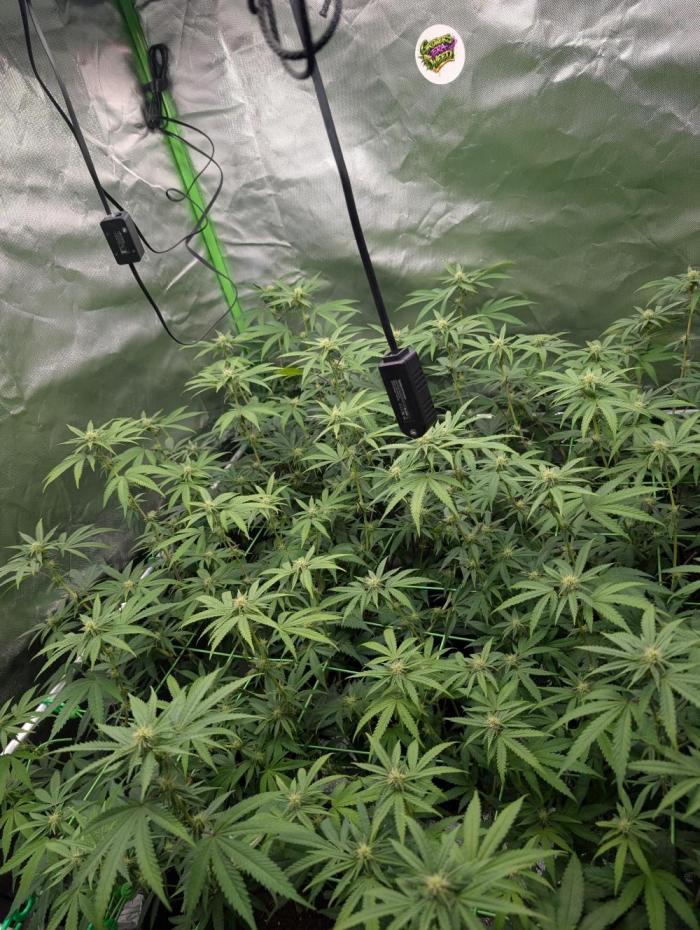 Banana 🍌 jelousy Seed junkey. Week 8