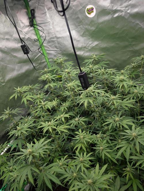 SF-G3000. Week 8