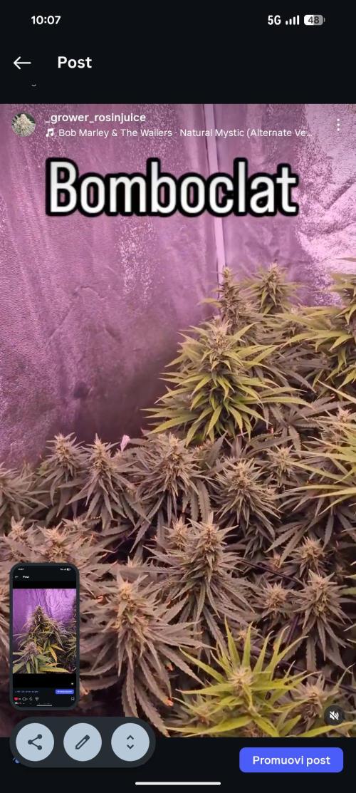 Jungle. Week 12