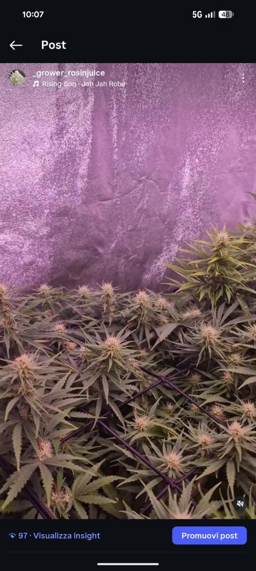 Jungle. Week 12