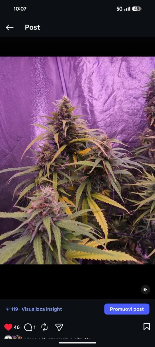 Jungle. Week 12
