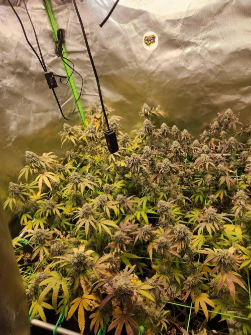 Banana 🍌 jelousy Seed junkey. Week 13