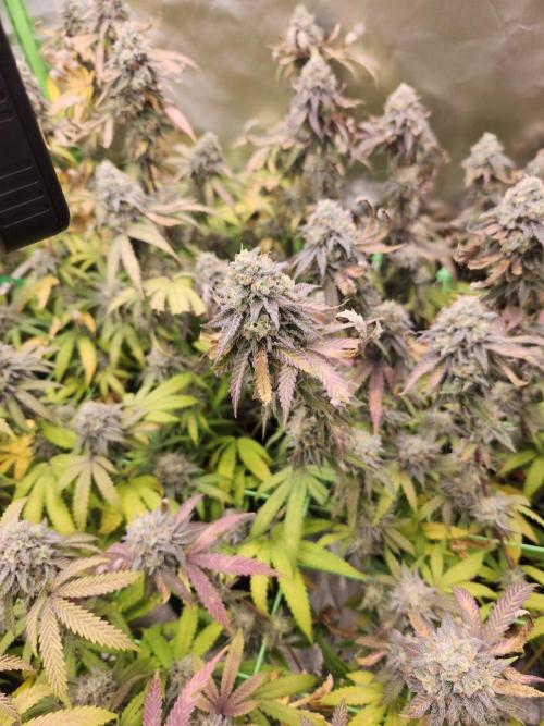 Banana 🍌 jelousy Seed junkey. Week 13