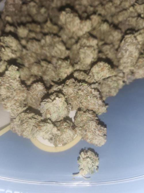 SF-G3000. Week 14