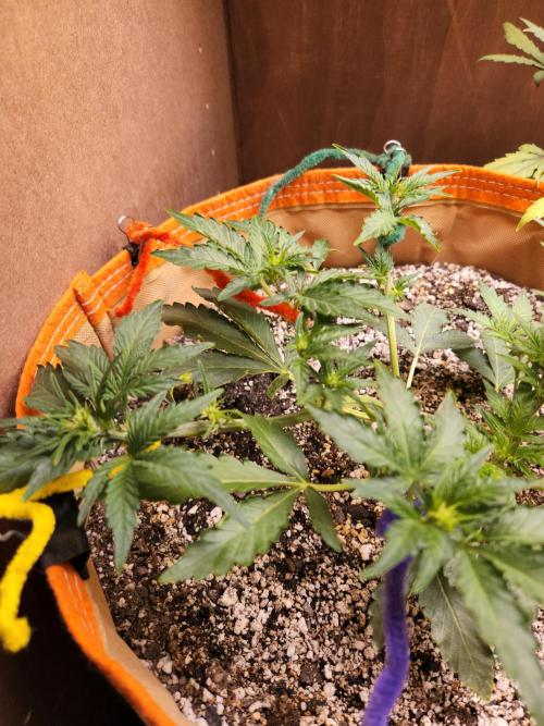 Sativa dominant autoflower. Week 3