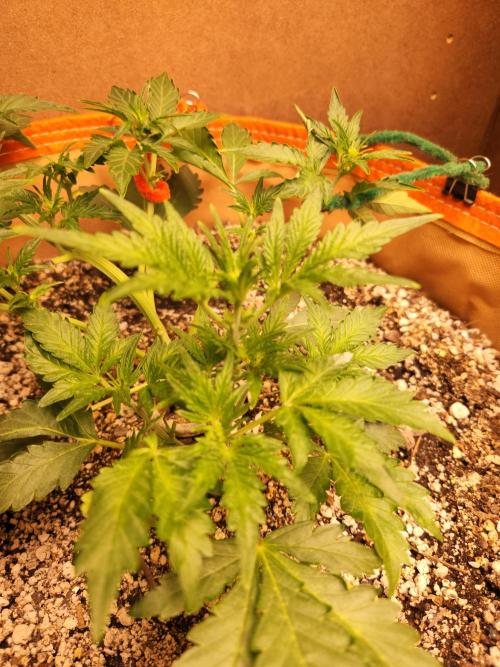 Sativa dominant autoflower. Week 3