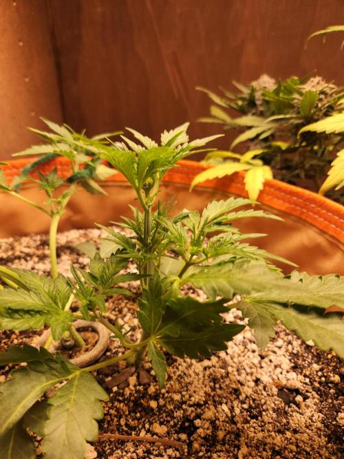 Sativa dominant autoflower. Week 3