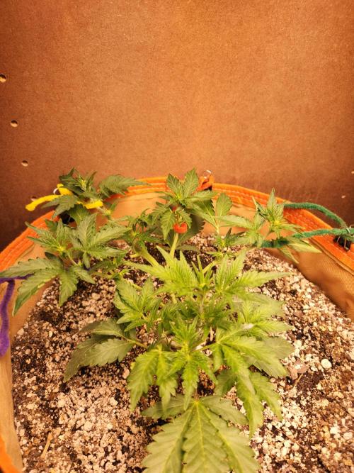 Sativa dominant autoflower. Week 3