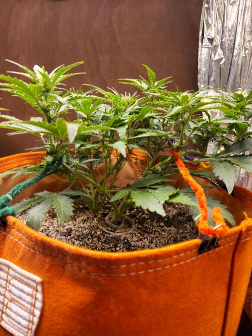 Sativa dominant autoflower. Week 4