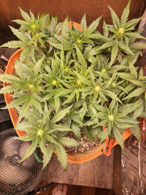 Sativa dominant autoflower. Week 4