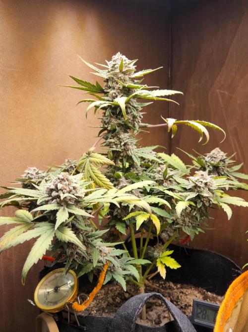 Top-dress-off Grean Bycicle's. Week 9