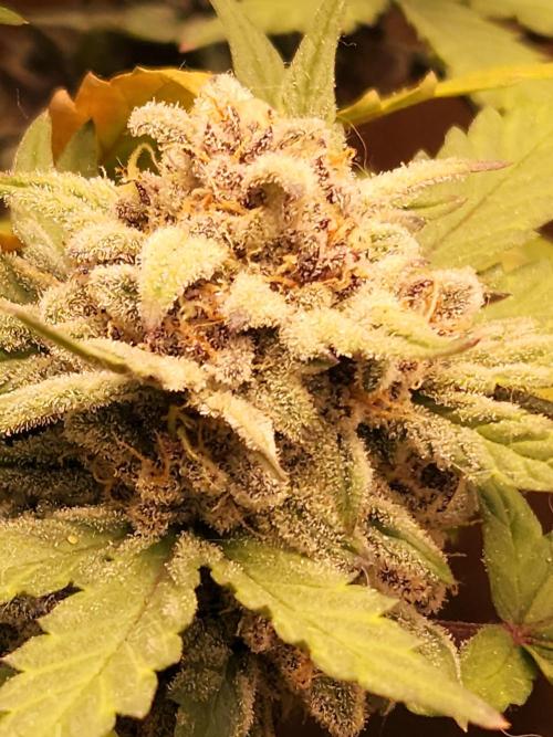 Top-dress-off Grean Bycicle's. Week 9